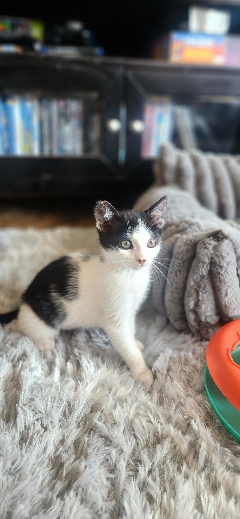 Trixie, a Adopted Domestic Short Hair in Willits , CA image 2/6