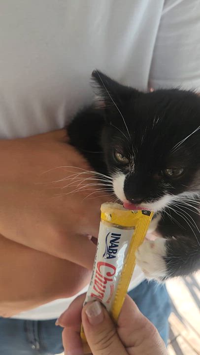 Enlarge Trixie, a Adopted Domestic Short Hair in Willits , CA video 5/6