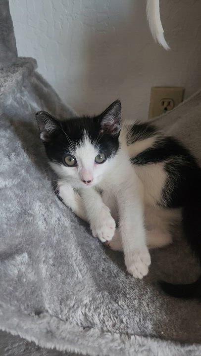 Enlarge Trixie, a Adopted Domestic Short Hair in Willits , CA video 6/6