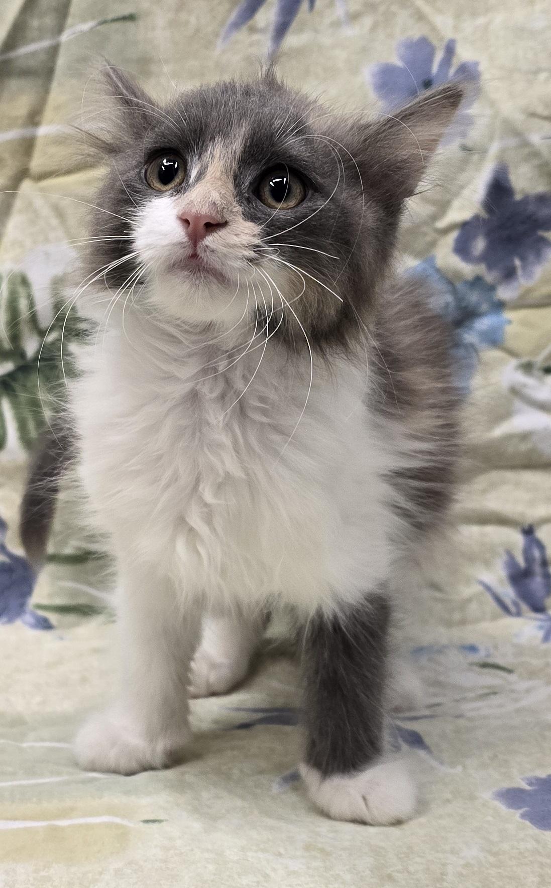 Mei, an adopted mixed breed in Payson, AZ image 4/5