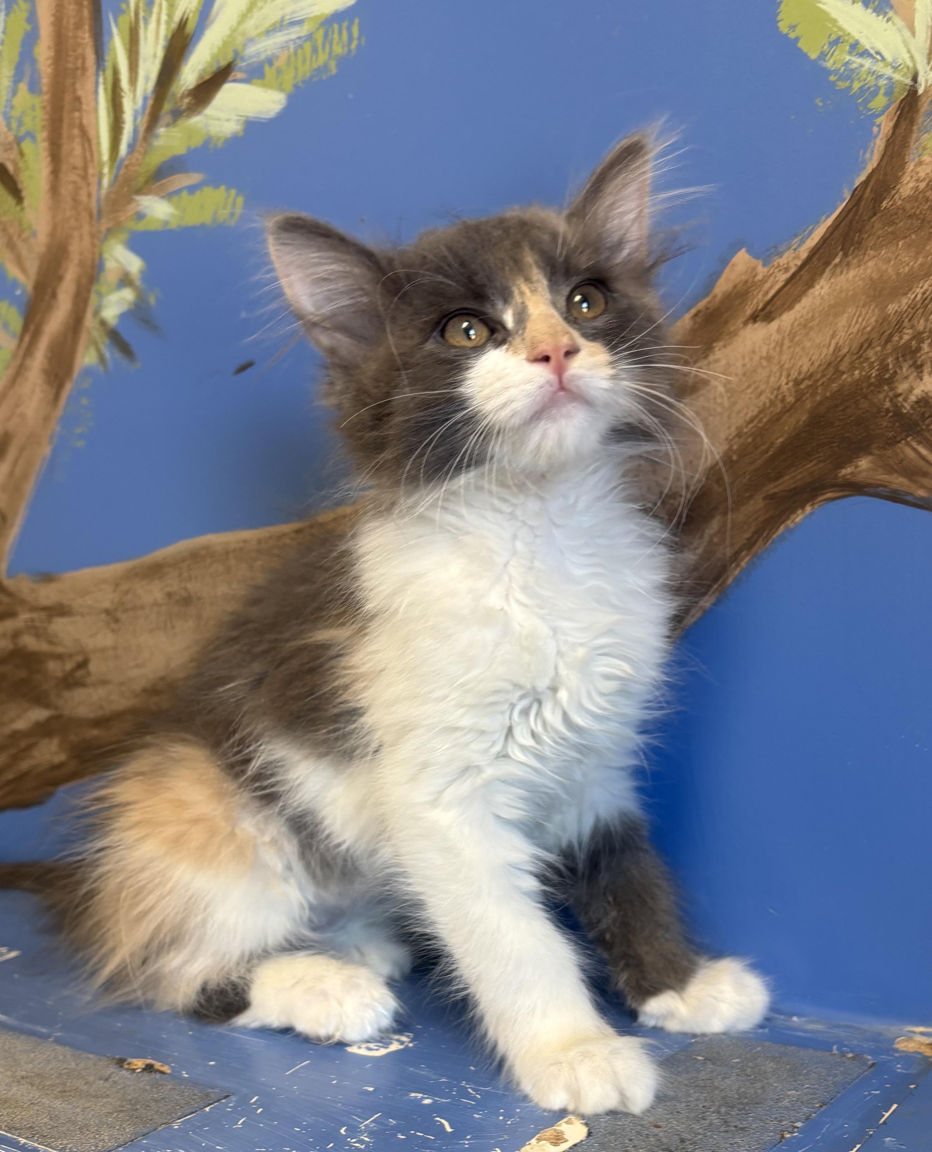 Mei, an adopted mixed breed in Payson, AZ image 3/5