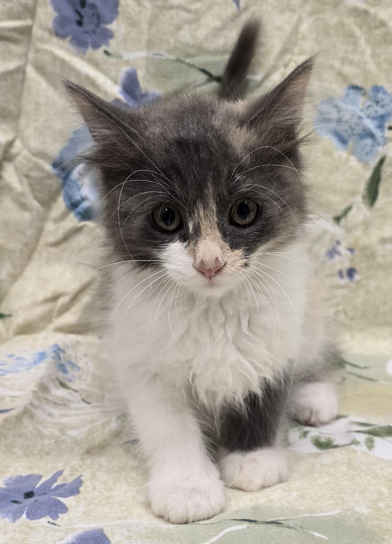 Mei, an adopted mixed breed in Payson, AZ image 5/5