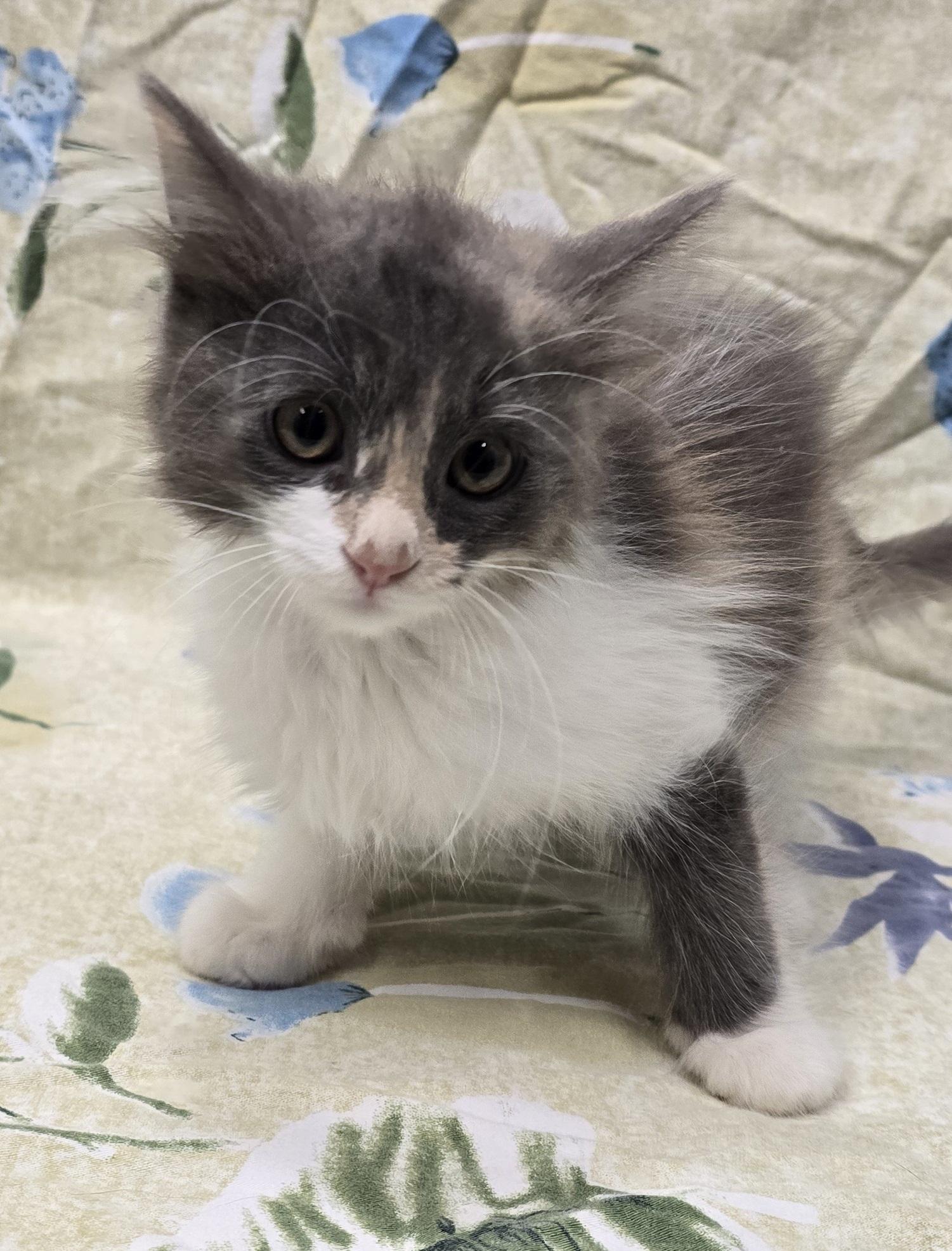 Mei, adopted, Kitten Female Domestic Long Hair.