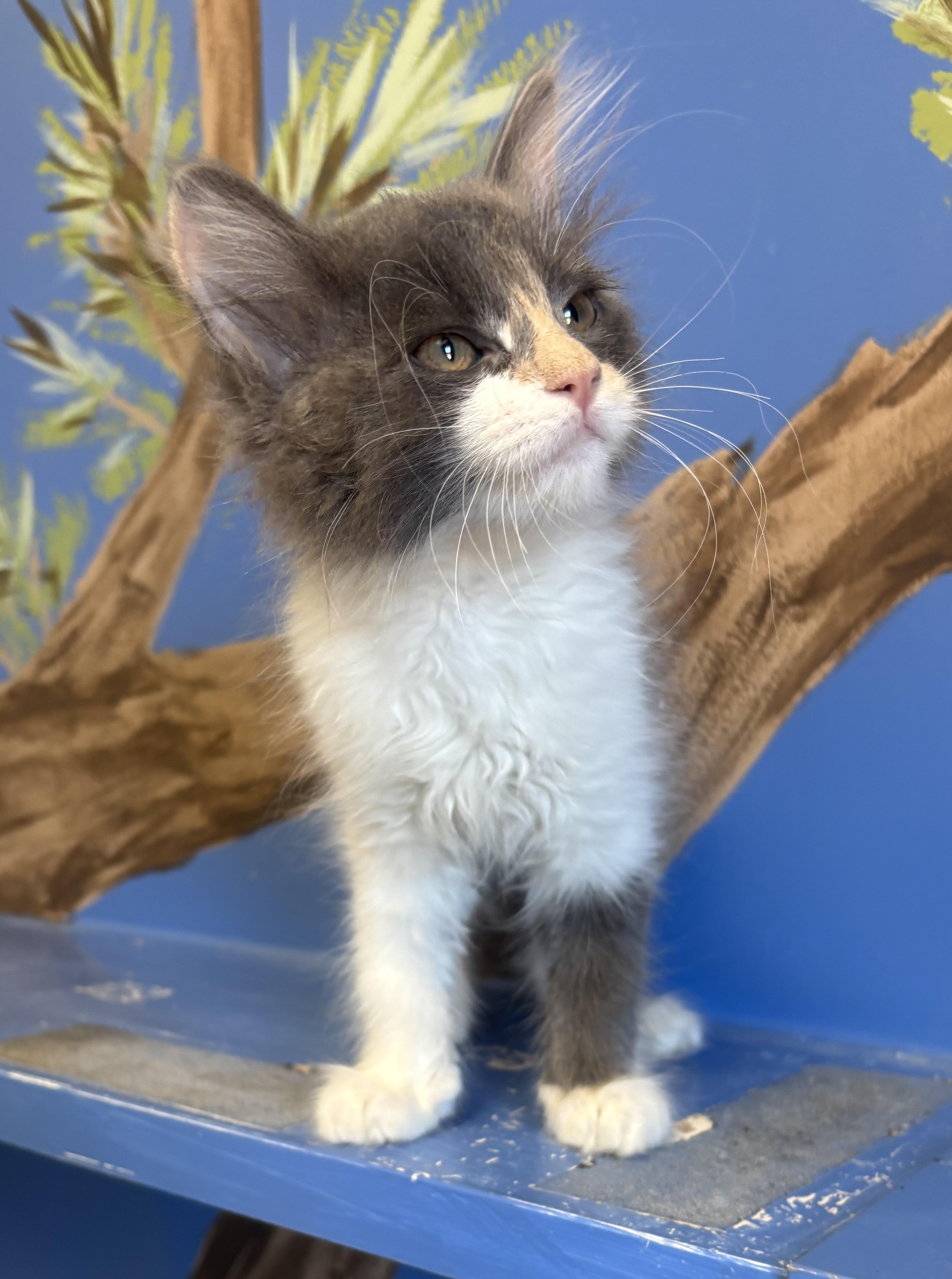 Mei, an adopted mixed breed in Payson, AZ image 2/5