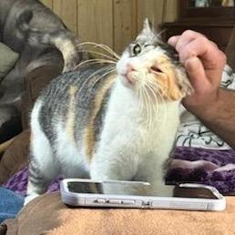 Enlarge Chloe, a Adoptable Domestic Short Hair in Natchitoches, LA image 1/5