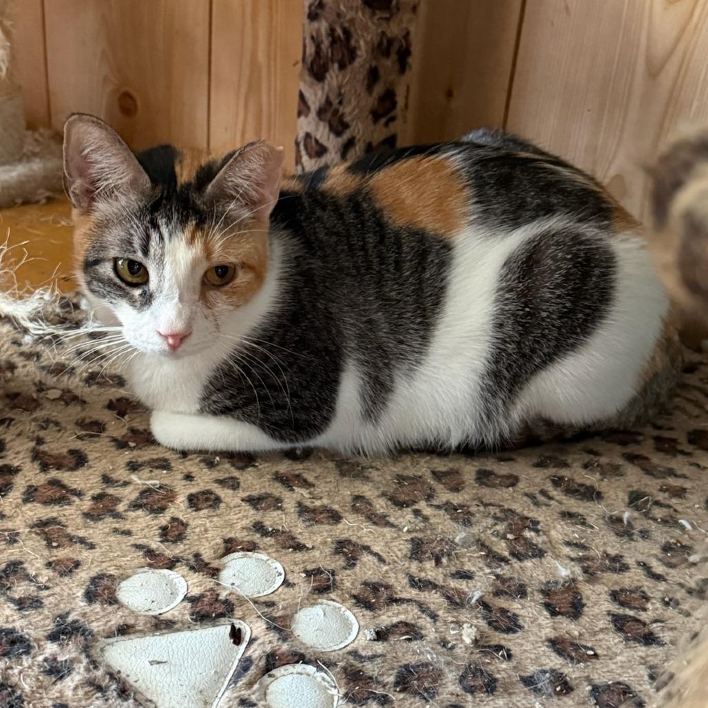 Enlarge Chloe, a Adoptable Domestic Short Hair in Natchitoches, LA image 2/5