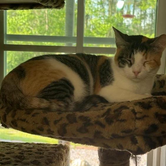Enlarge Chloe, a Adoptable Domestic Short Hair in Natchitoches, LA image 3/5