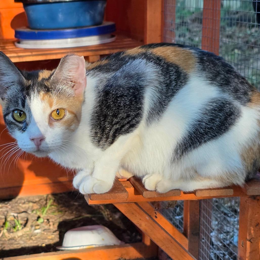 Chloe, Adoptable, Adult Female Domestic Short Hair.