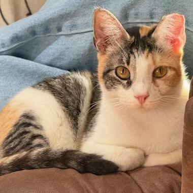 Enlarge Chloe, a Adoptable Domestic Short Hair in Natchitoches, LA image 5/5