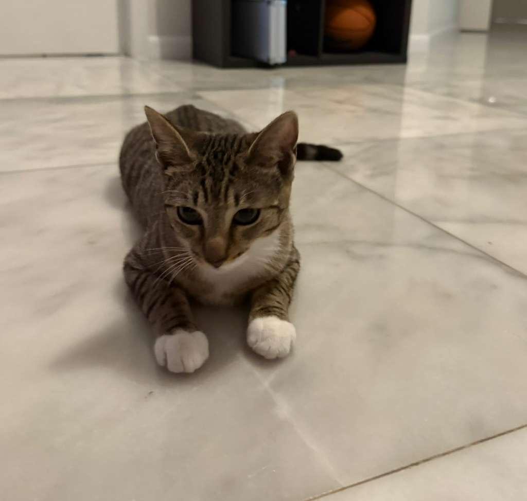 Aveline, a Adoptable Tabby in Miami, FL image 2/4
