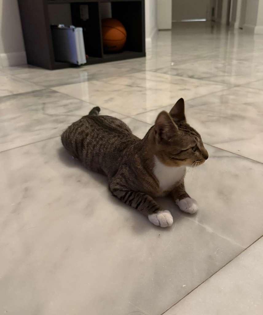 Aveline, a Adoptable Tabby in Miami, FL image 4/4