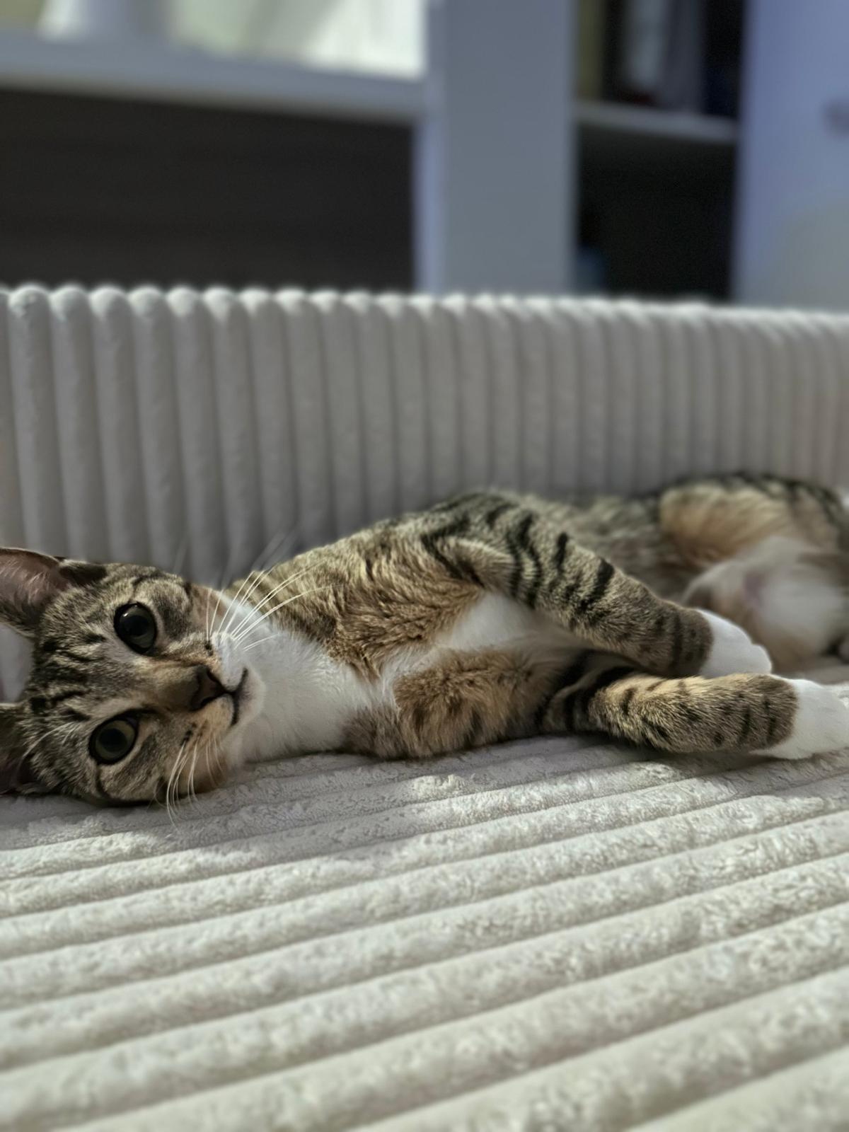 Aveline, a Adoptable Tabby in Miami, FL image 1/4