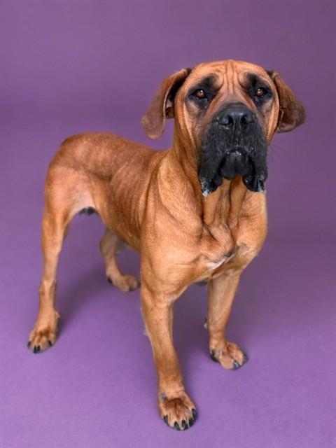 HONEY, Adoptable, Adult Female Bullmastiff & Mixed Breed.