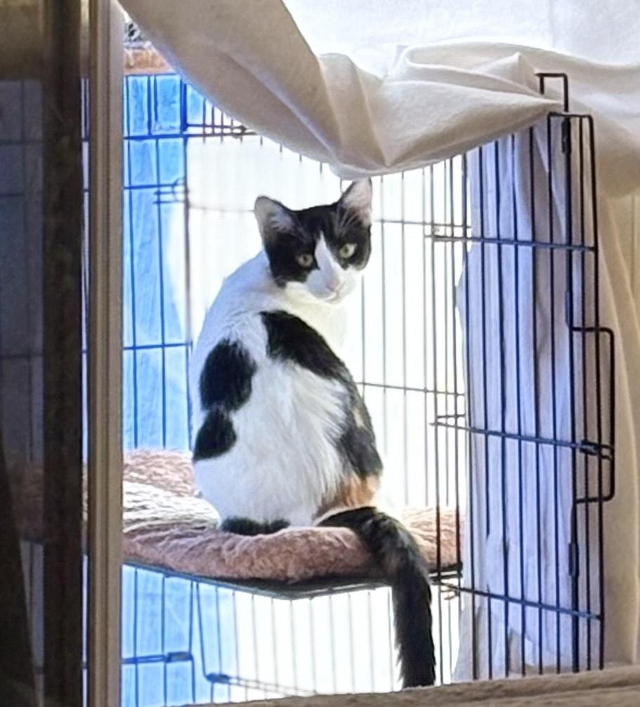 Enlarge CoCo, a ADOPTABLE Calico in Orange, CA image 3/4