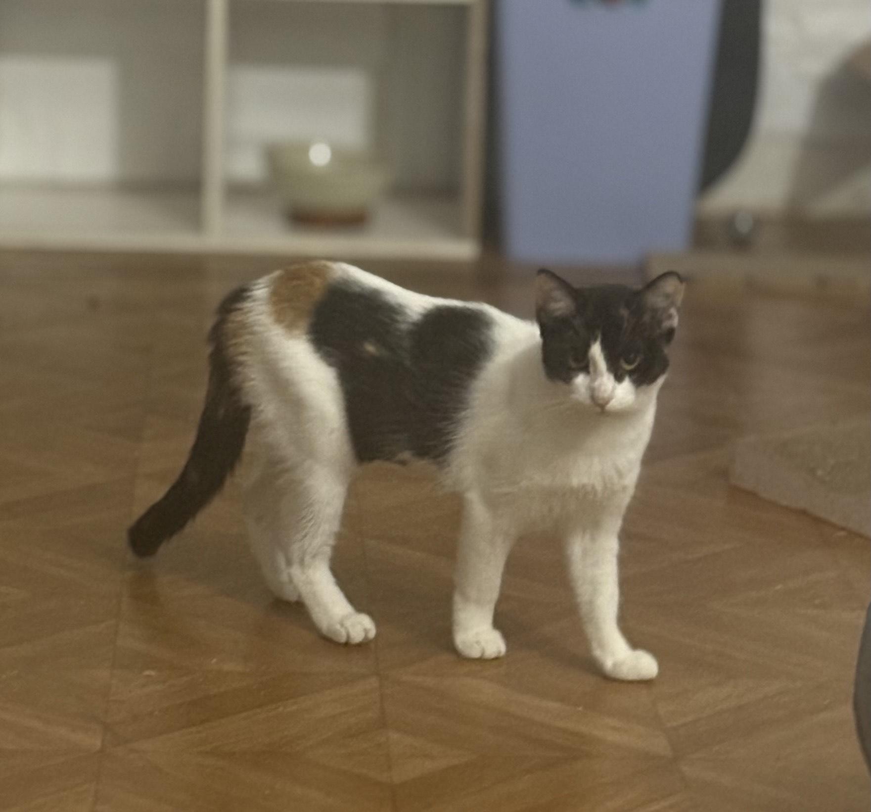 Enlarge CoCo, a ADOPTABLE Calico in Orange, CA image 4/4