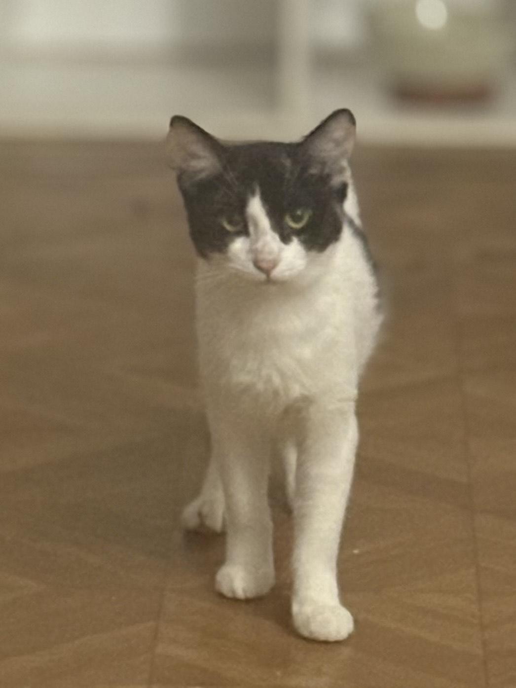 Enlarge CoCo, a ADOPTABLE Calico in Orange, CA image 1/4