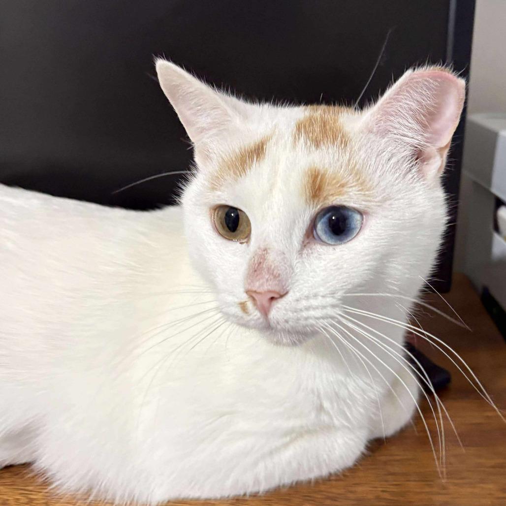 Sushi 2, Adoptable, Adult Female Domestic Short Hair.