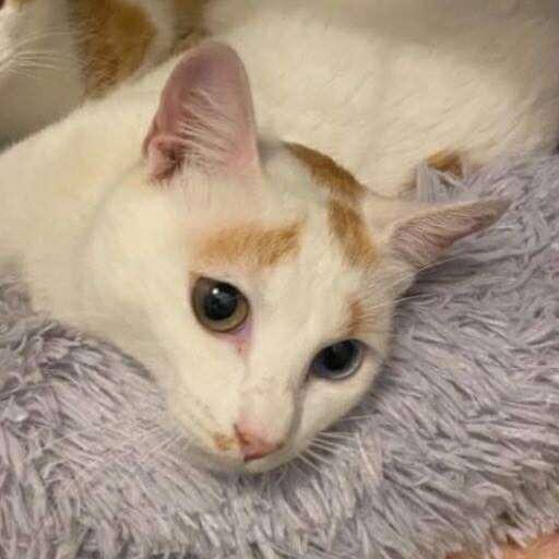 Enlarge Sushi 2, a Adoptable Domestic Short Hair in Winchester, VA image 1/4