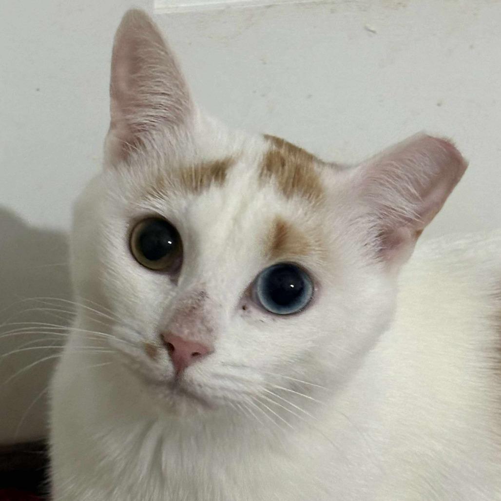 Enlarge Sushi 2, a Adoptable Domestic Short Hair in Winchester, VA image 2/4