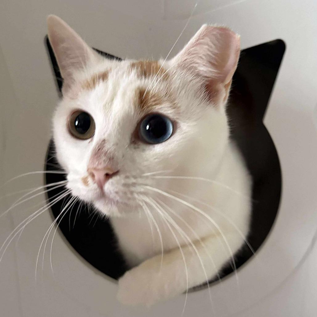 Enlarge Sushi 2, a Adoptable Domestic Short Hair in Winchester, VA image 3/4