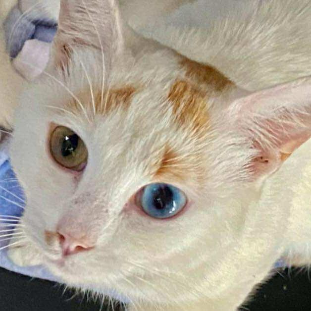 Enlarge Sushi 2, a Adoptable Domestic Short Hair in Winchester, VA image 4/4