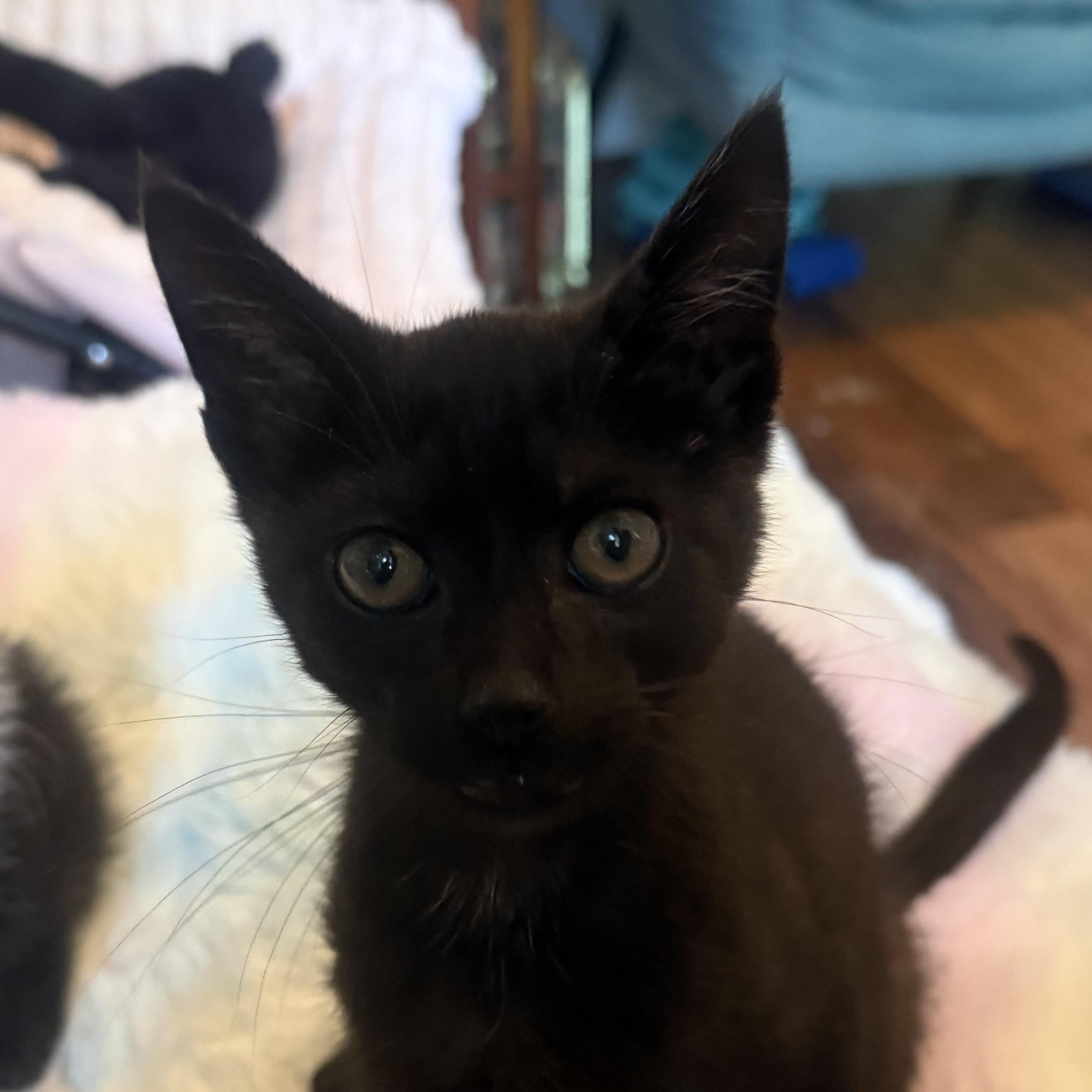 Barlow, adopted, Kitten Male American Shorthair.