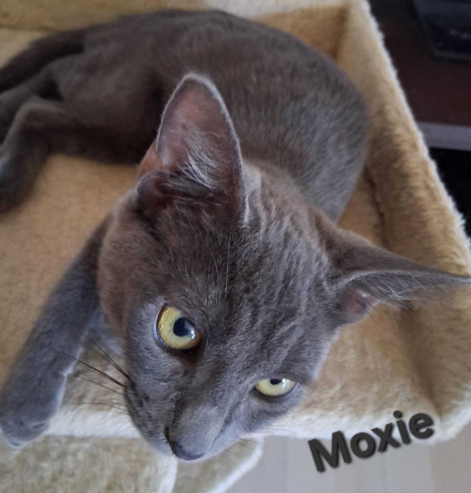 Moxie, Adoptable, Young Female Domestic Short Hair.