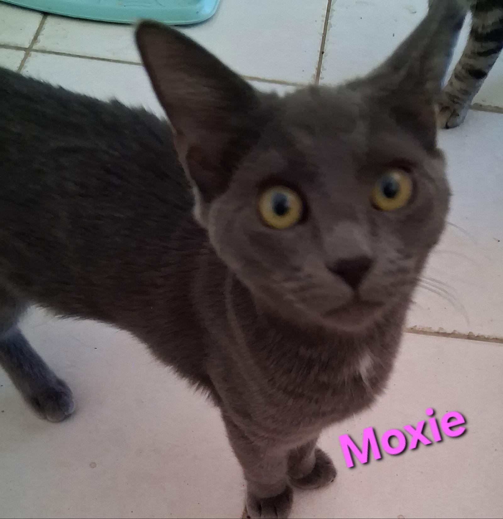 Enlarge Moxie, a Adoptable Domestic Short Hair in Longwood, FL image 2/3