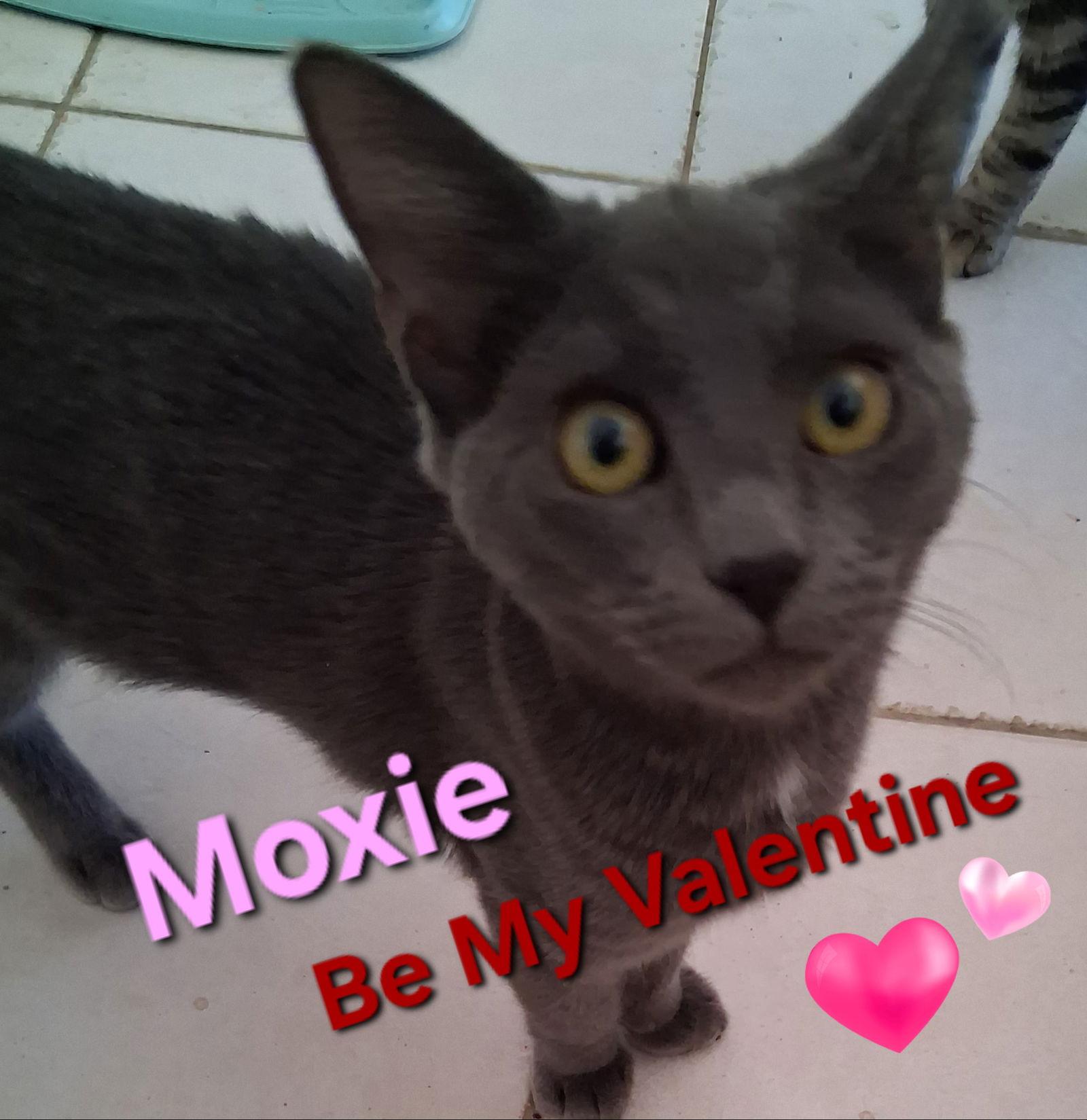 Enlarge Moxie, a Adoptable Domestic Short Hair in Longwood, FL image 3/3