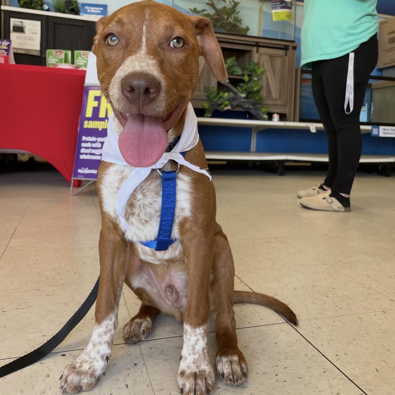 Rory , Adoptable, Puppy Male Australian Cattle Dog / Blue Heeler.