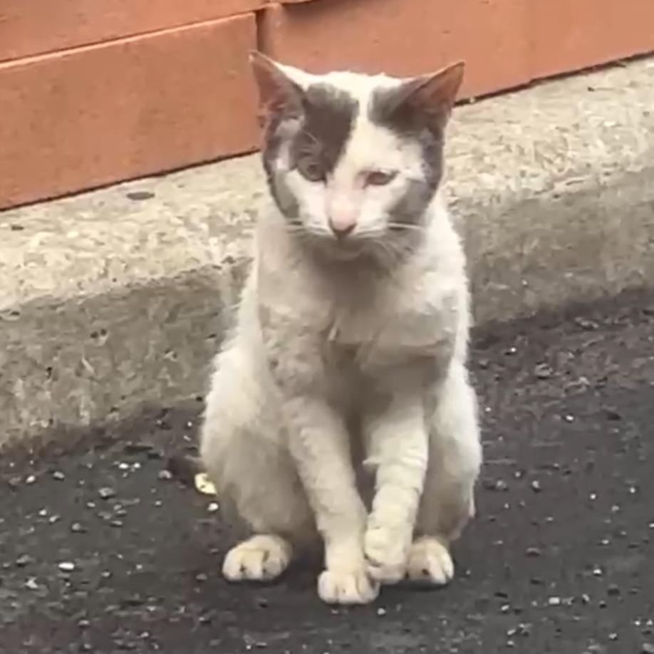 Enlarge Smiters/Smithers, a Adoptable Domestic Short Hair in Brooklyn, NY image 1/2
