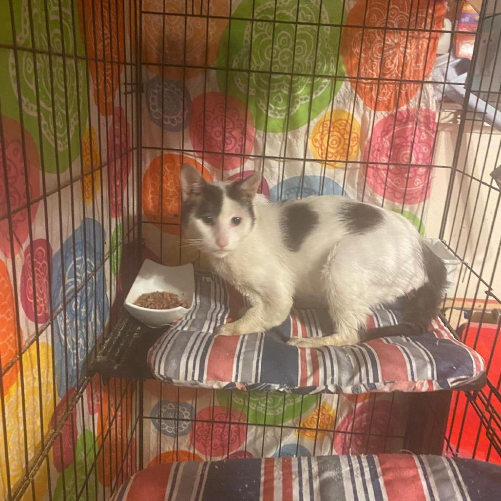 Enlarge Smiters/Smithers, a Adoptable Domestic Short Hair in Brooklyn, NY image 2/2