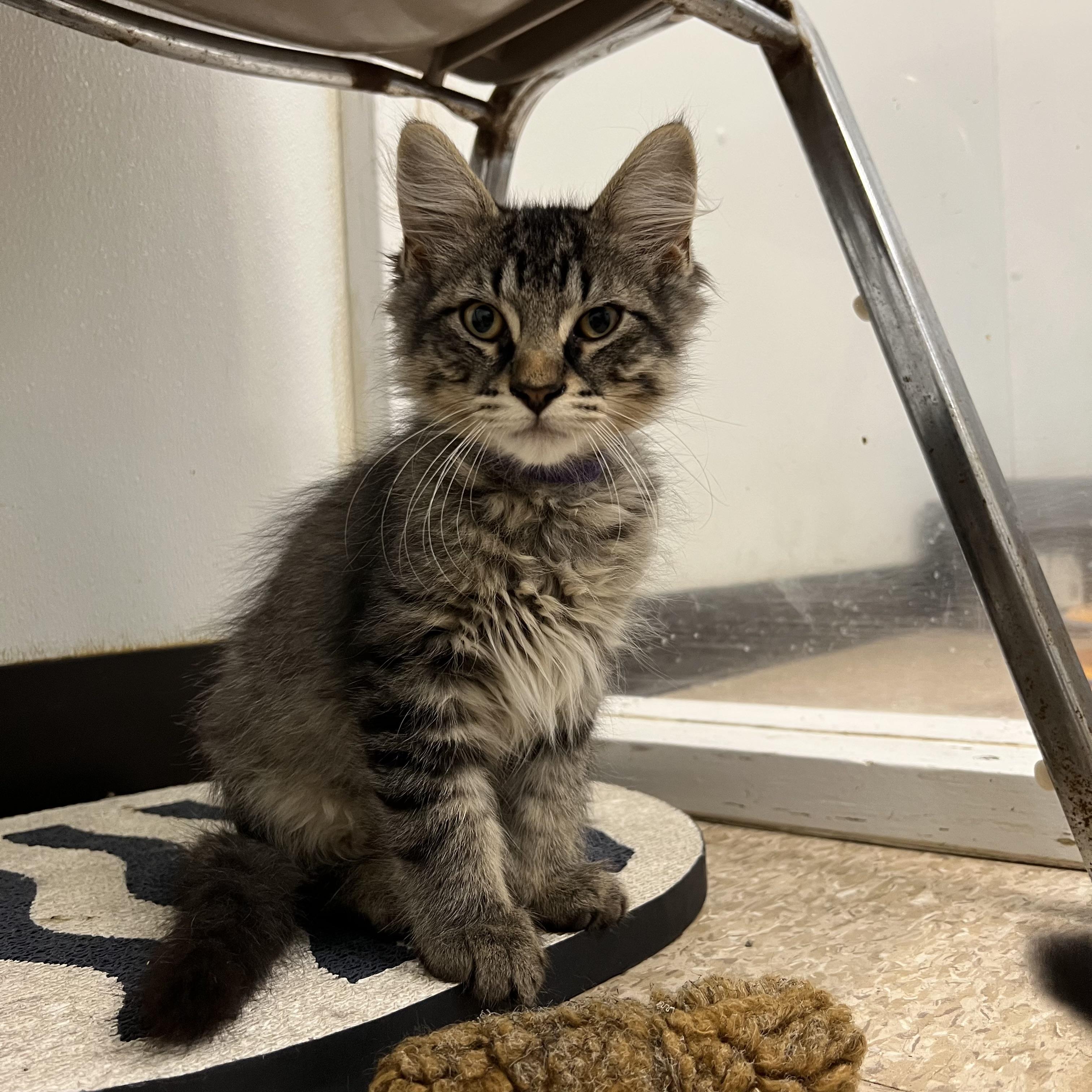 Basil
