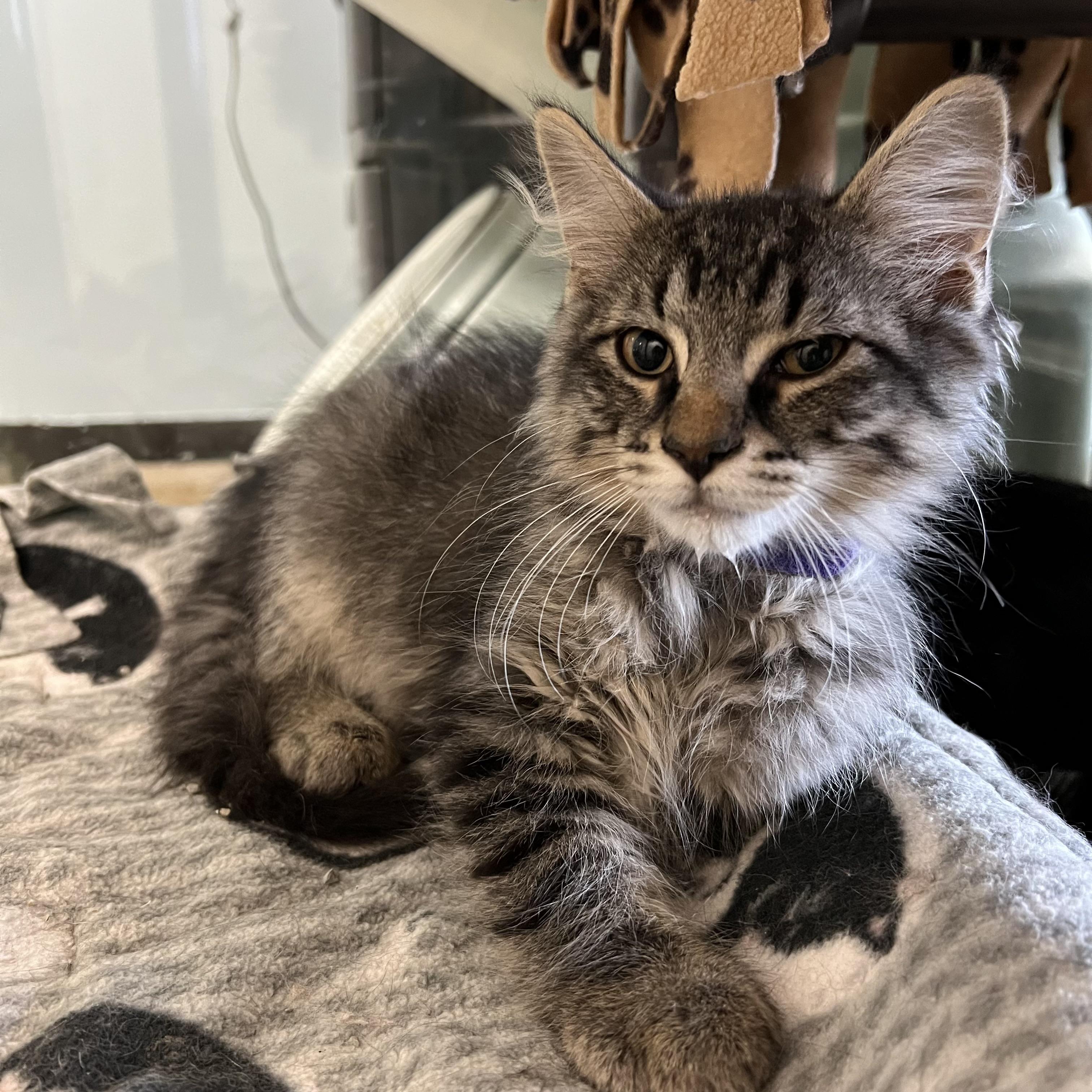 Basil