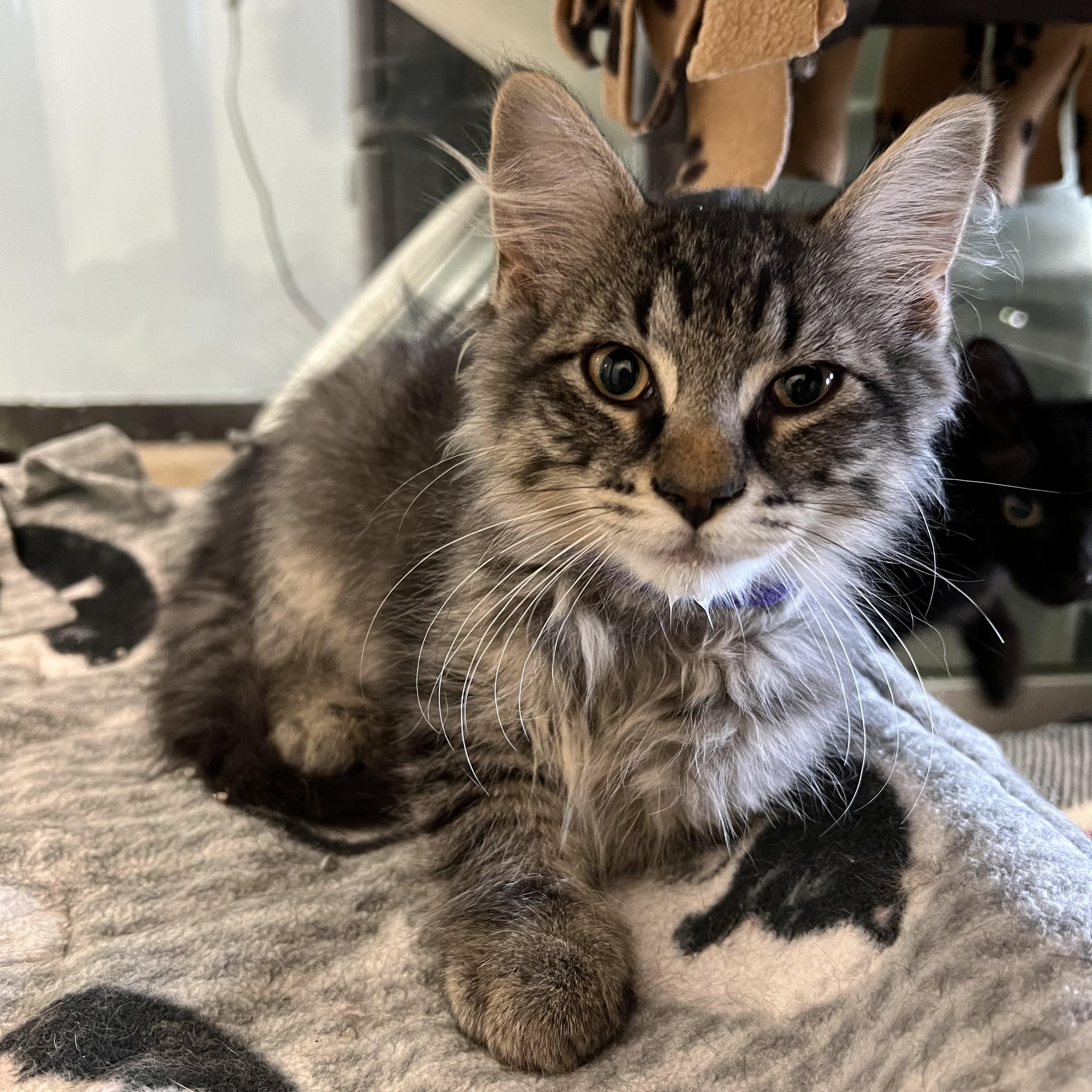 Basil
