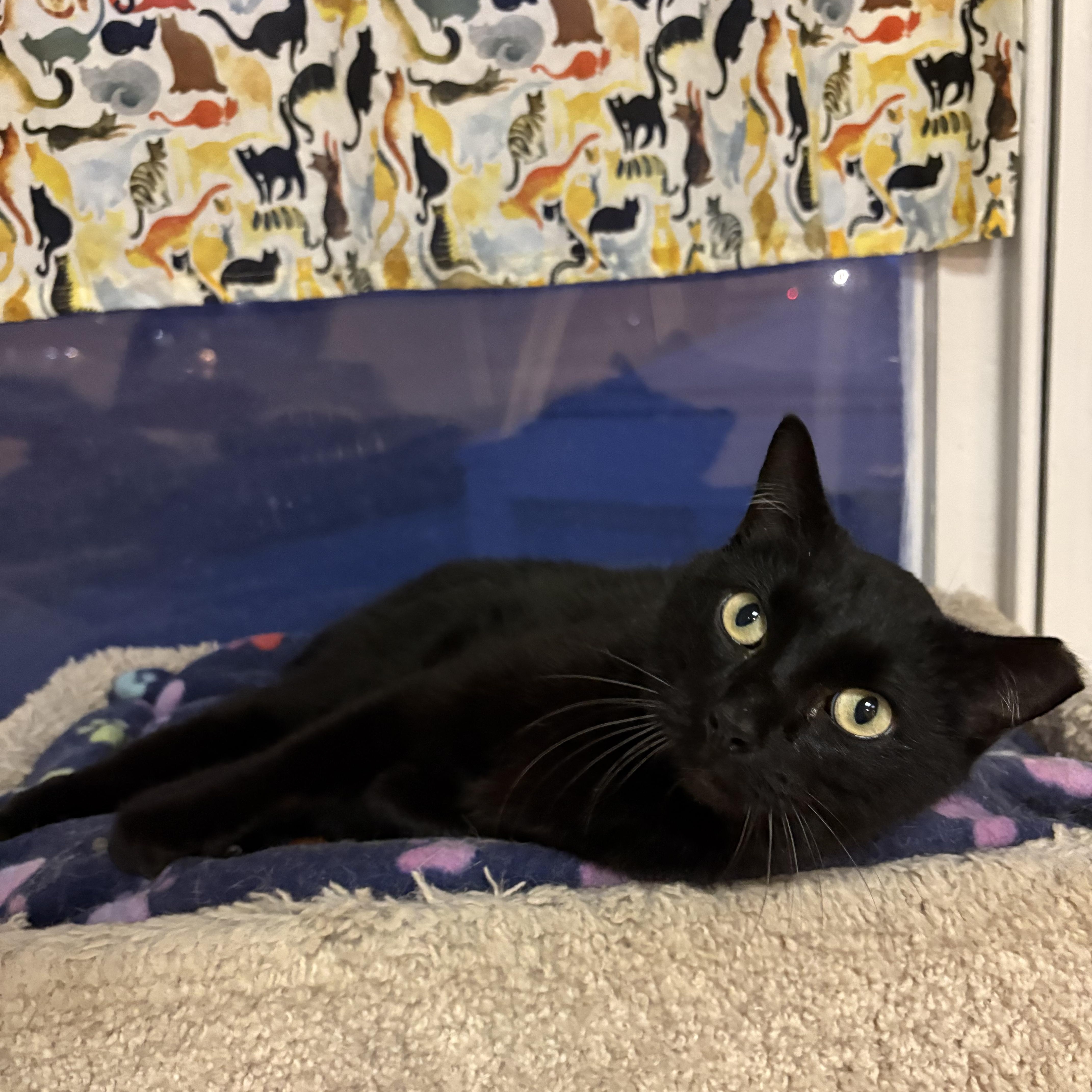 Bambie, ADOPTABLE, Adult Male Domestic Short Hair.