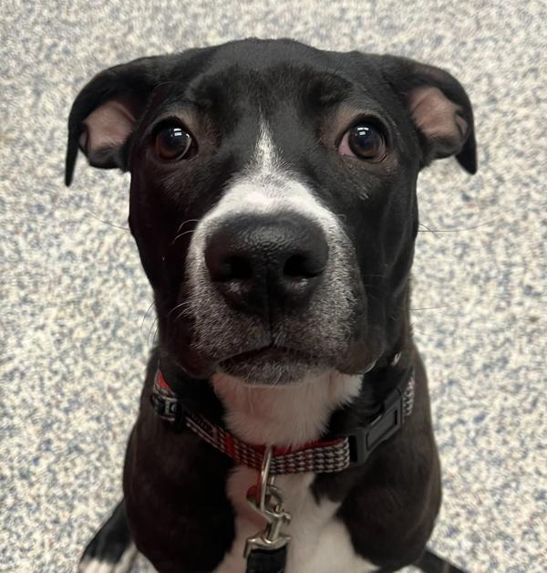 Troy, Adoptable, Young Male Boxer & Labrador Retriever.