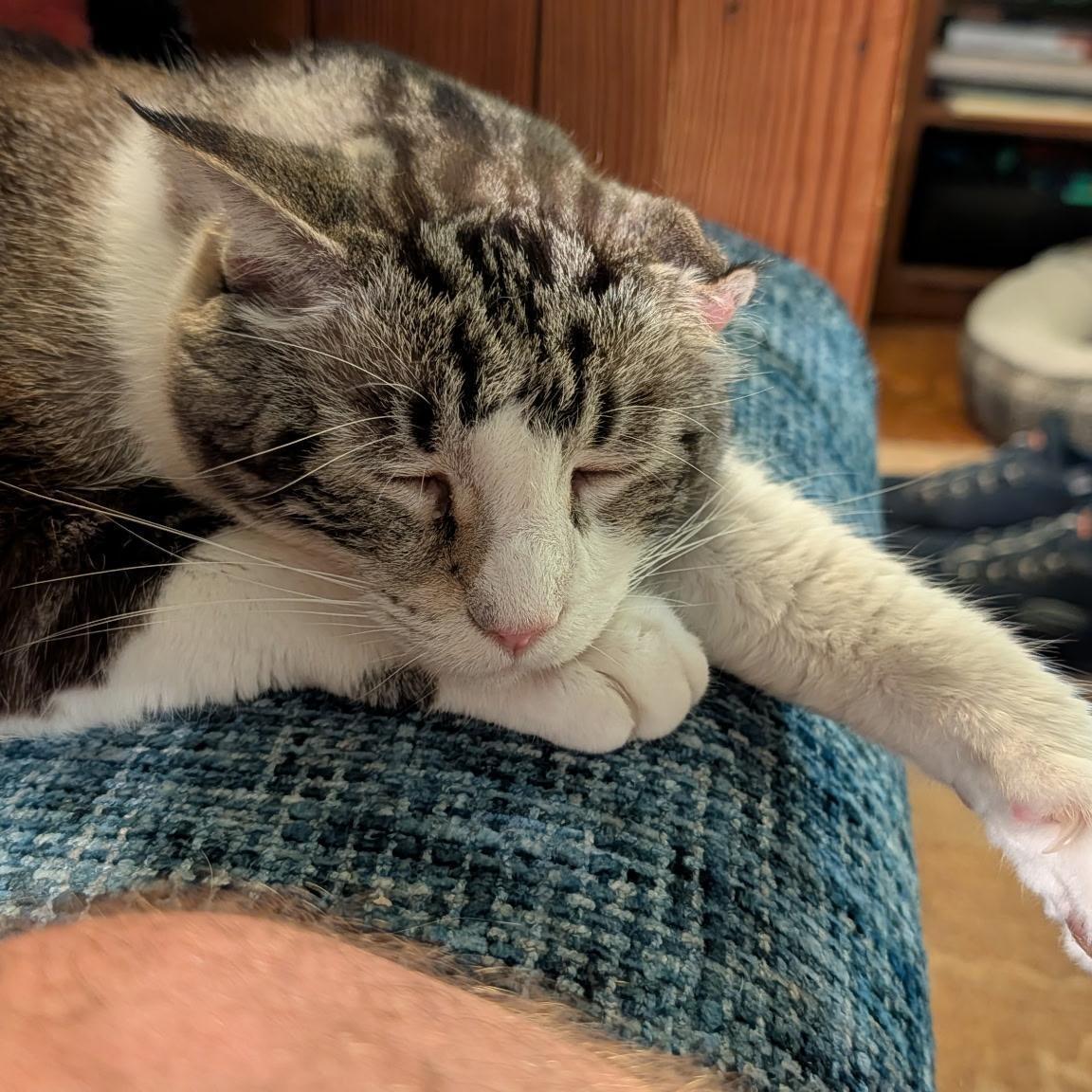 Eleanor, an adoptable Domestic Short Hair in Grafton, MA image 3/4