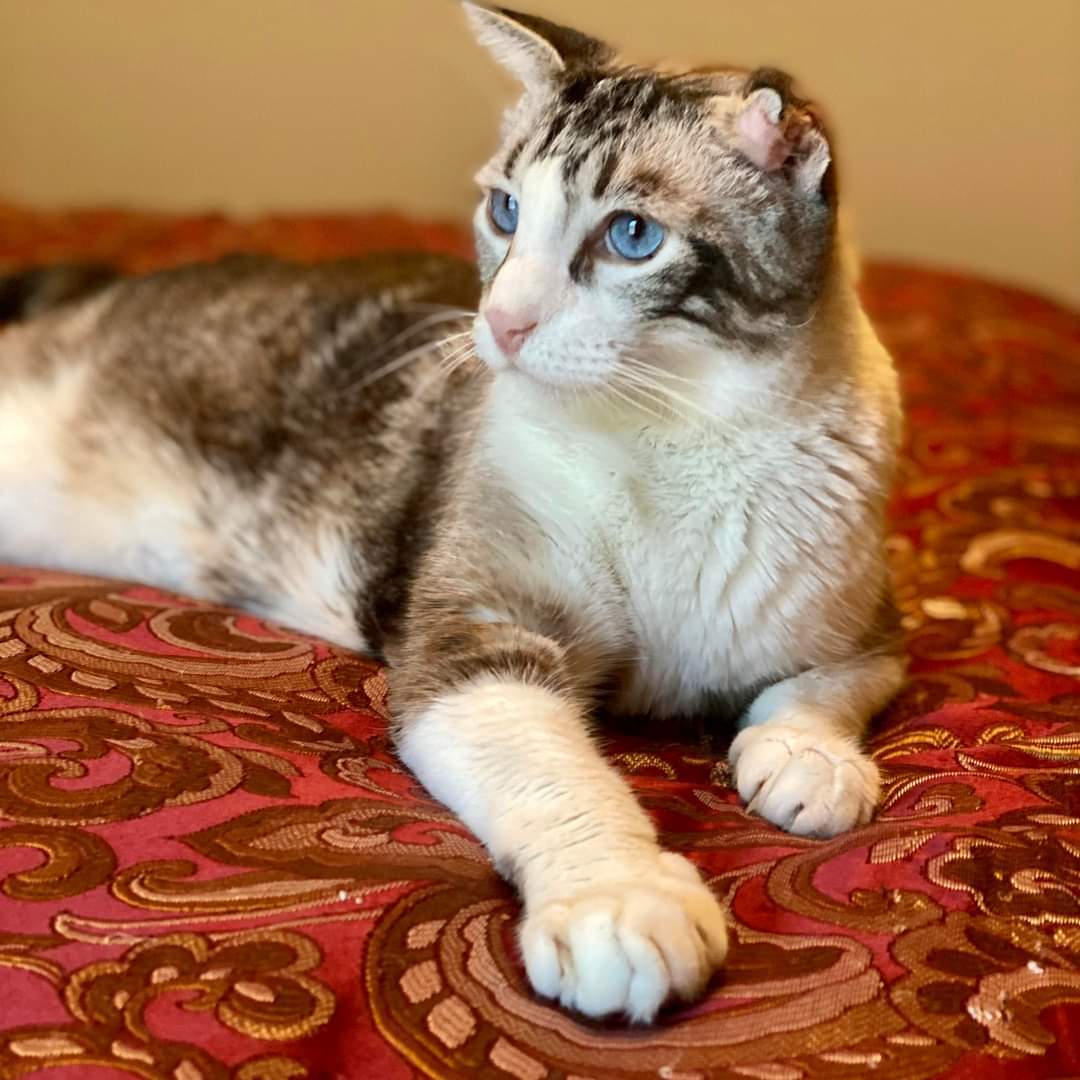 Eleanor, Adoptable, Adult Female Domestic Short Hair.