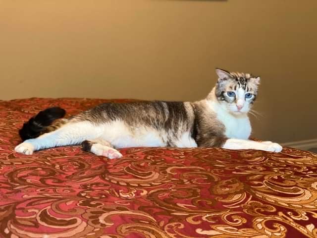 Eleanor, a Adoptable Domestic Short Hair in Grafton, MA image 2/5