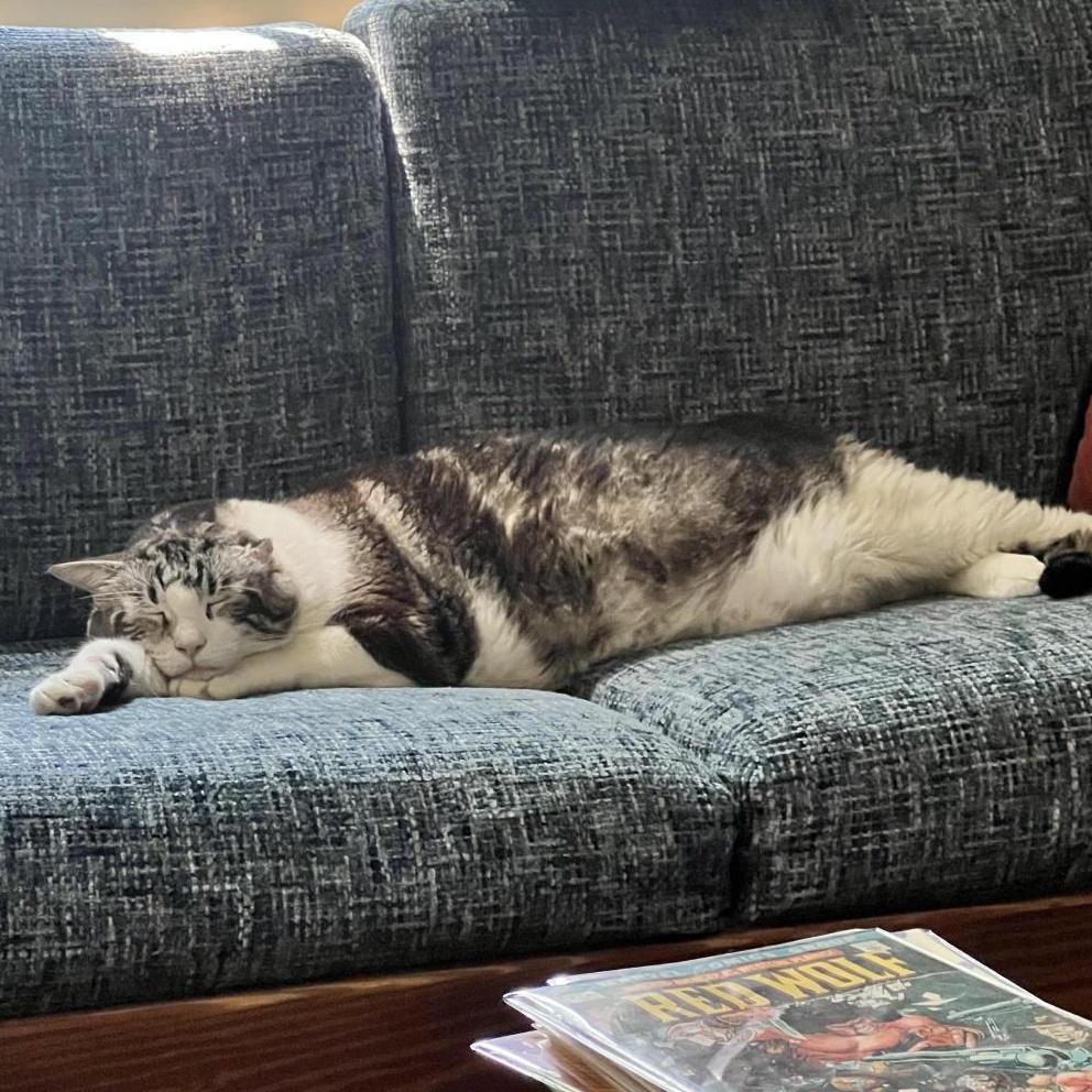 Eleanor, an adoptable Domestic Short Hair in Grafton, MA image 2/4