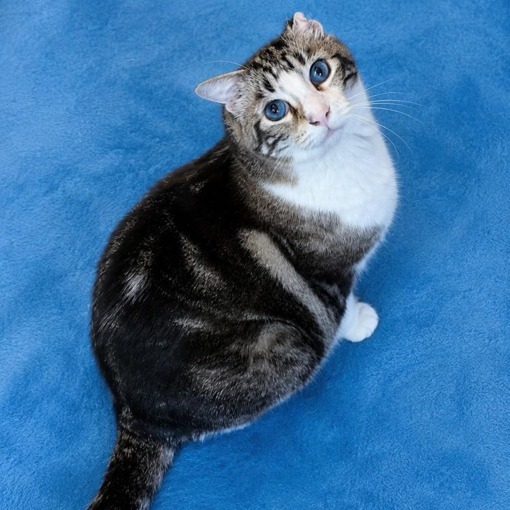 Eleanor, adoptable, Adult Female Domestic Short Hair.