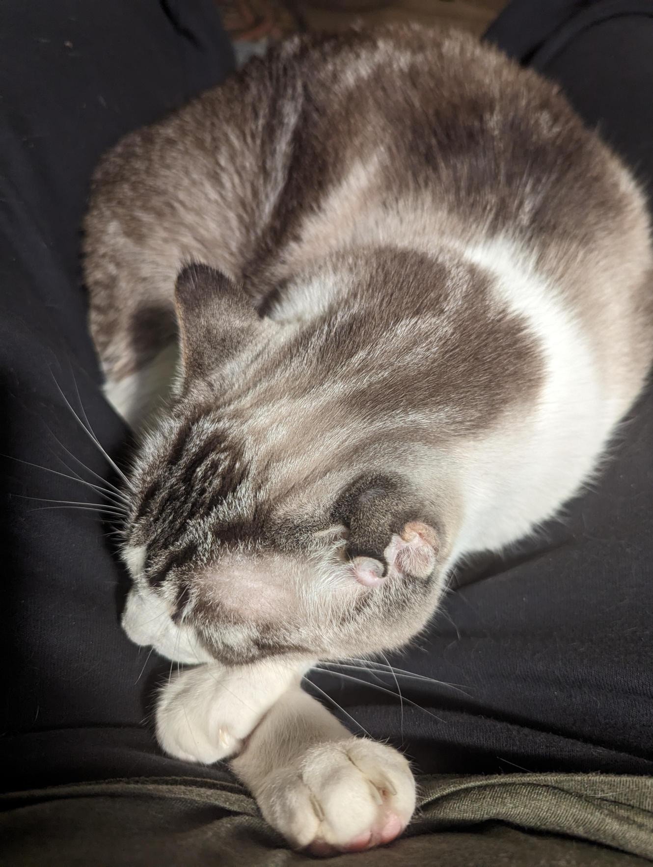 Eleanor, a Adoptable Domestic Short Hair in Grafton, MA image 3/5