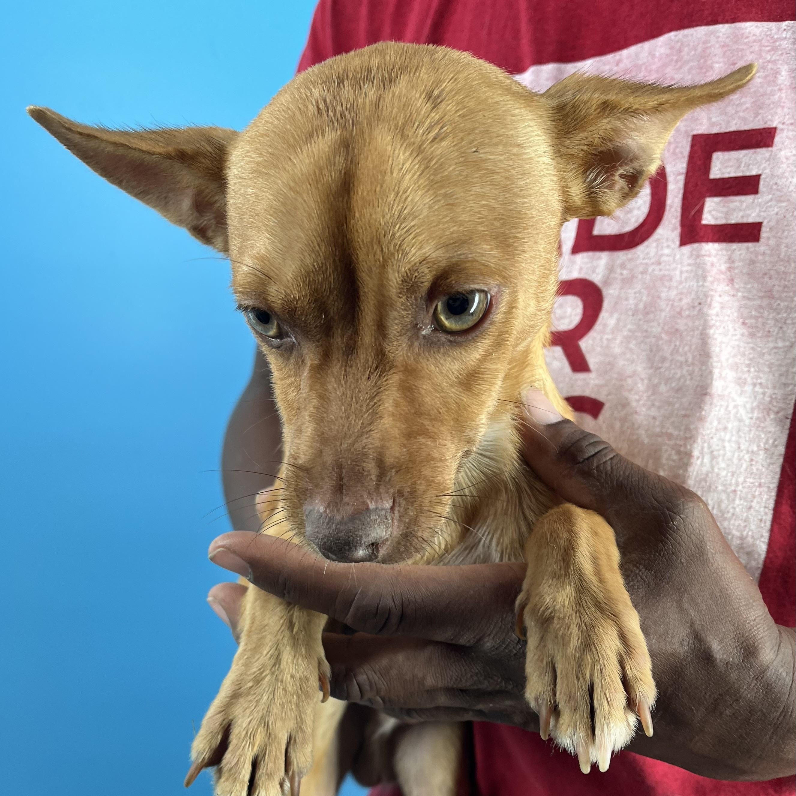 Ozzie - Local Sept 26-28