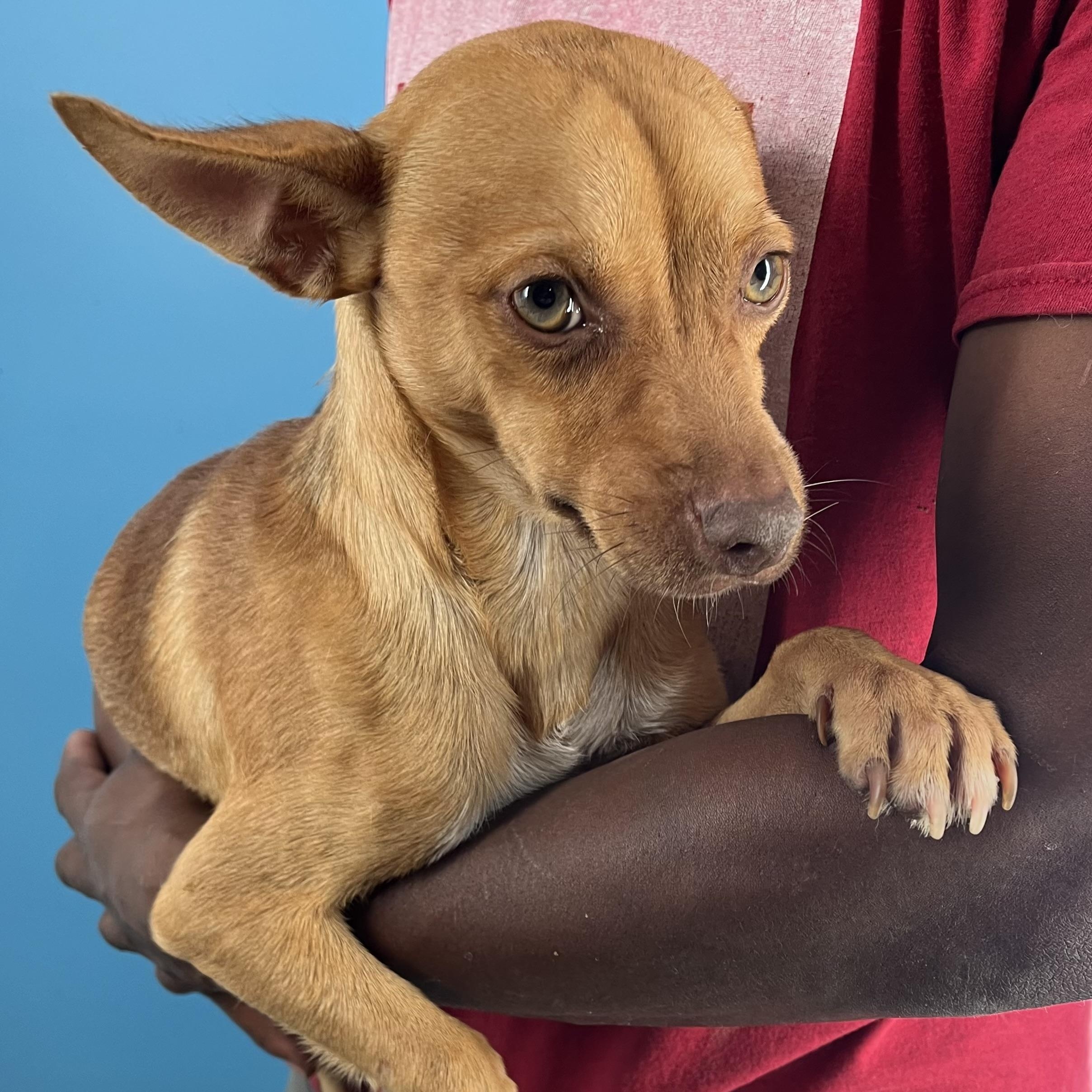 Ozzie - Local Sept 26-28