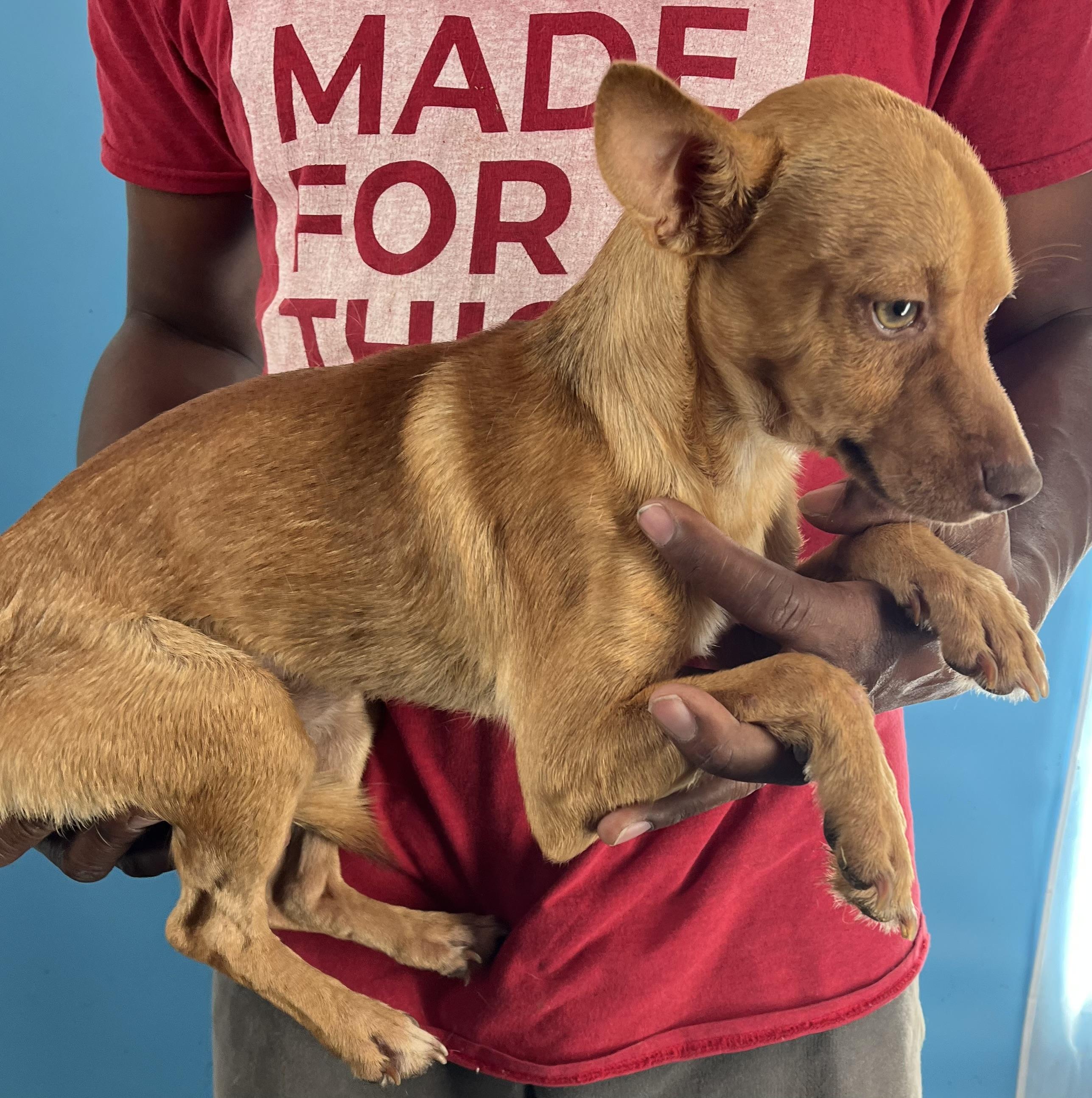 Ozzie - Local Sept 26-28