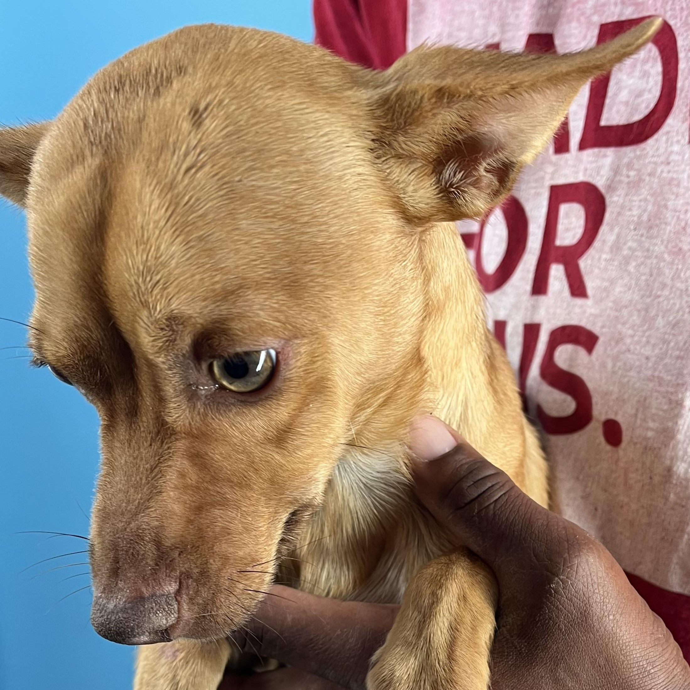 Ozzie - Local Sept 26-28