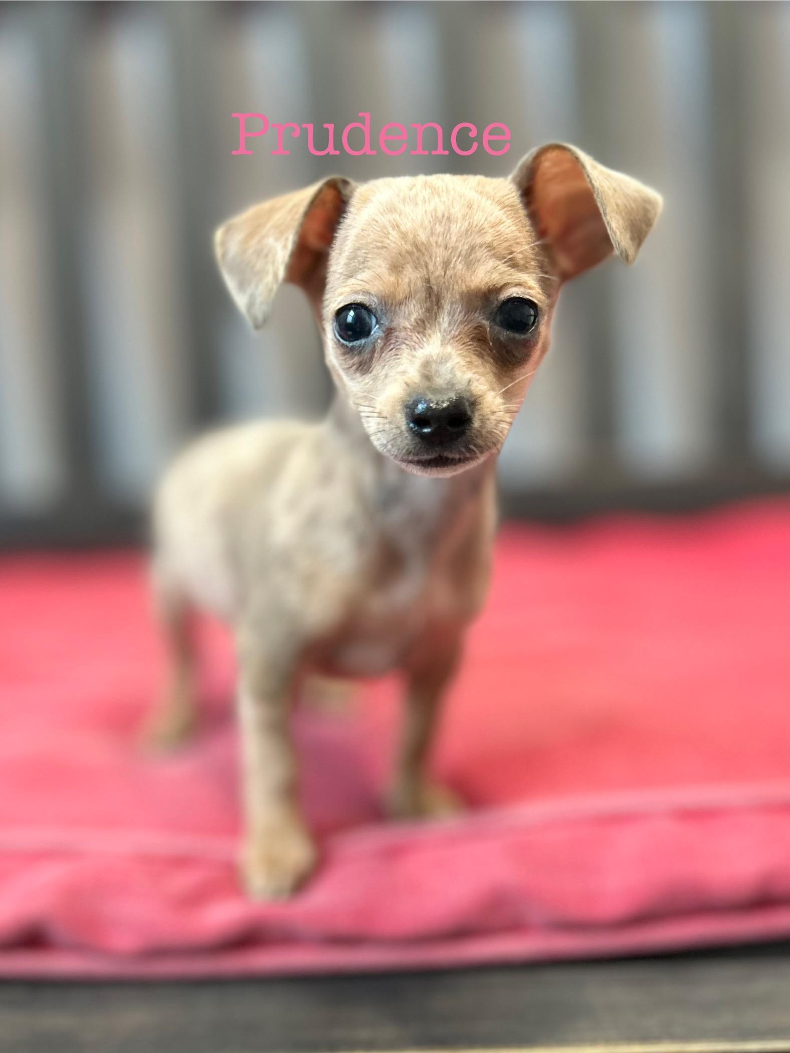 Prudence, Adoptable, Puppy Female Miniature Dachshund.