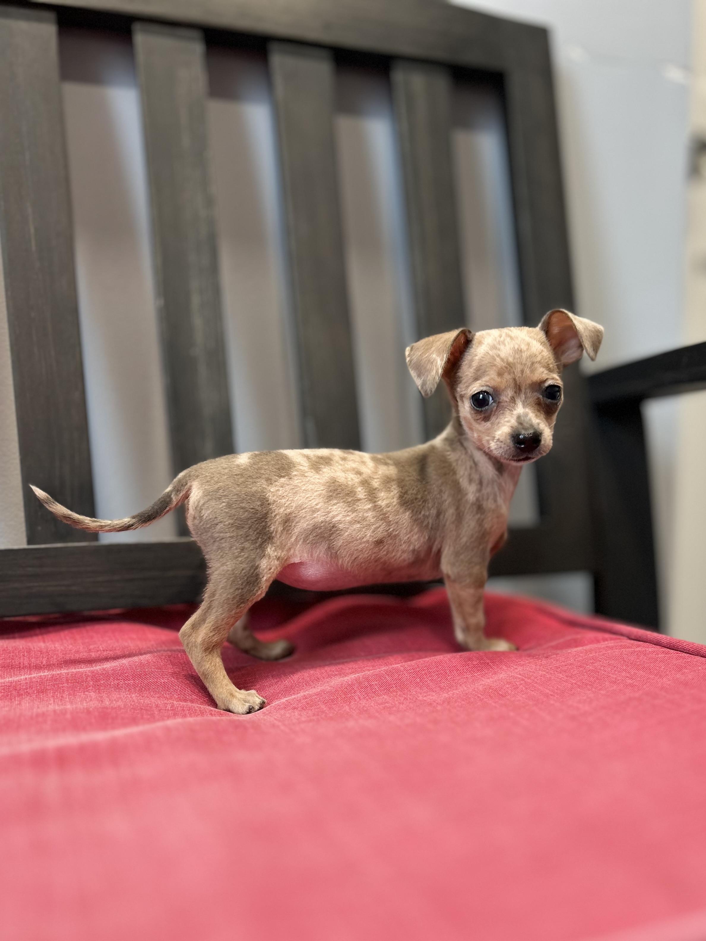 Prudence, a Adoptable mixed breed in West Falls, NY image 2/2