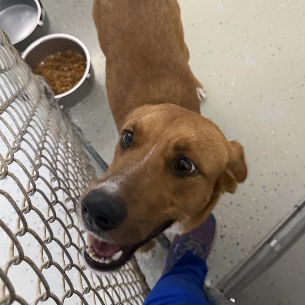 Enlarge Vivi, a Adoptable mixed breed in Marion, VA image 1/1